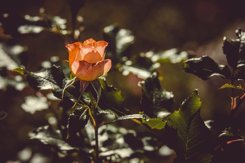 Secret Garden